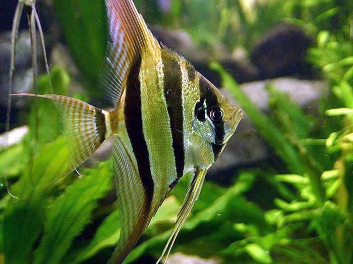 Pterophyllum Altum Rio Orinoco