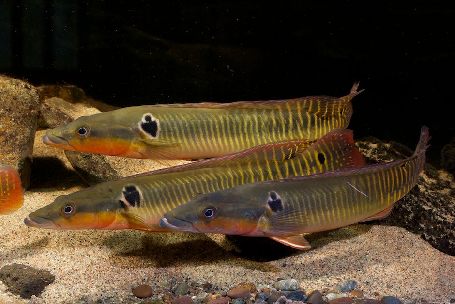 Crenicichla zebrina - Zebra Pike