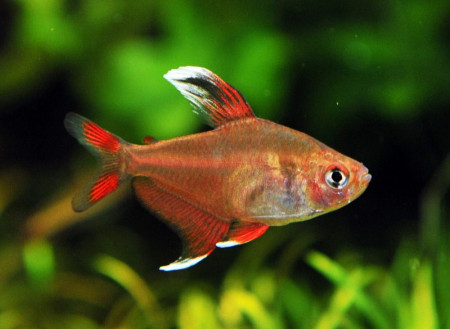 Hyphessobrycon bentosi - White Fin Tetra