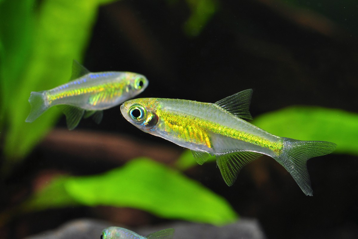 Microdevario kubotai - Rasbora Émeraude