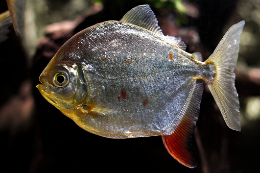 Myloplus rubripinnis - Red Hook Silver Dollar