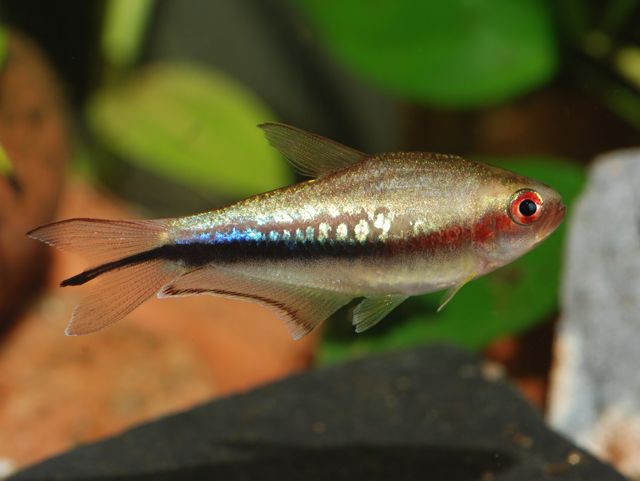 Nematobrycon lacortei - Rainbow tetra