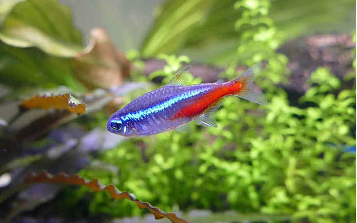 Paracheirodon innesi - Neon Tetra