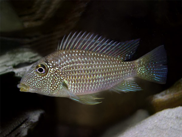 Satanoperca maripitensis