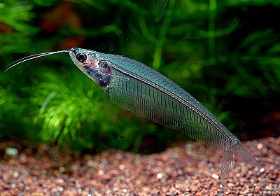Kryptopterus bicirrhis - Glass Catfish