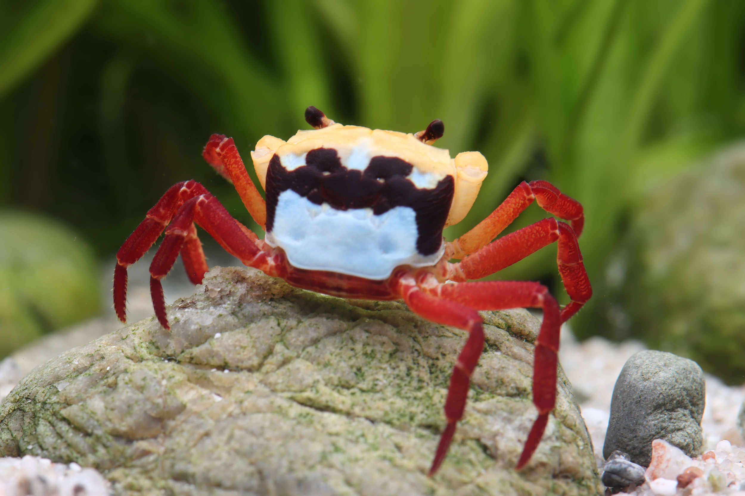 Lepidothelphusa menneri - Blue Borneo Vampire Crab