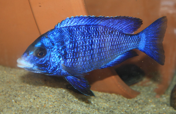 Placidochromis phenochilus Mdoka - White Lips