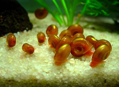 Planorbis rubrum - Planorbe Rouge