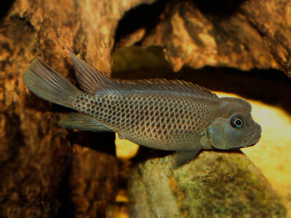 Steatocranus casuarius - Blockhead Cichlid